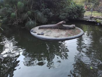 High angle view of a duck in a lake