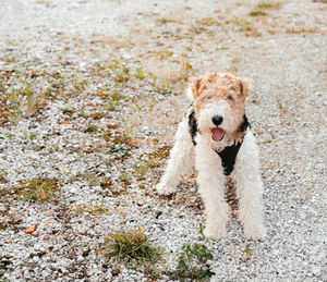 On the prowl, young fox terrier's portrait with clearing and home behind, veterinary clinic