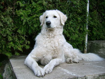 Portrait of dog sitting on plants