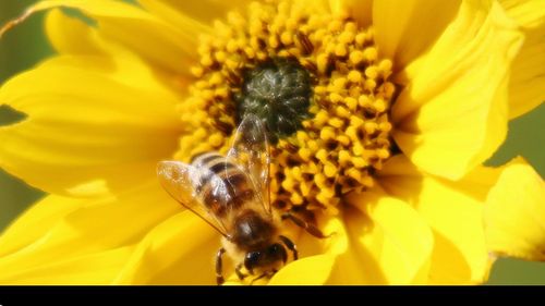 Close-up of honey bee on sunflower