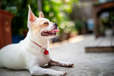 Close-up of a dog looking away