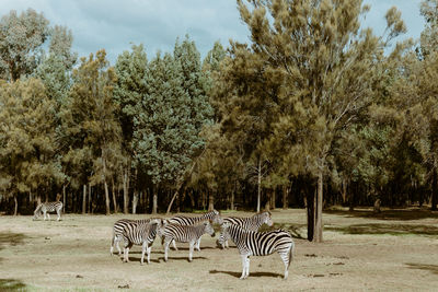 View of a horse on the field