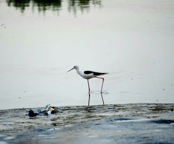 Bird on a lake