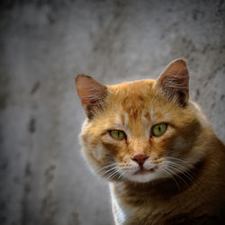 Close-up portrait of cat