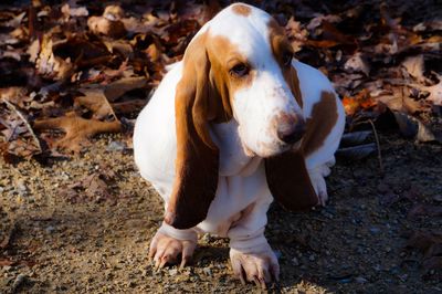 Close-up of dog standing on field