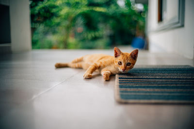 Portrait of a cat lying down on floor