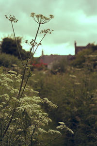 Close-up of field against sky