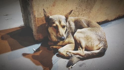 High angle view of dog lying on floor