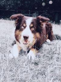 Dog in snow on land