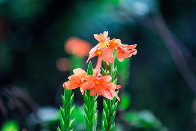 Close-up of orange flowers