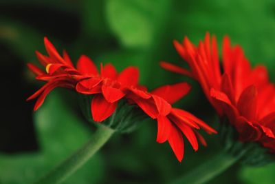Close-up of red flowers