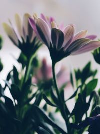 Close-up of flower against blurred background