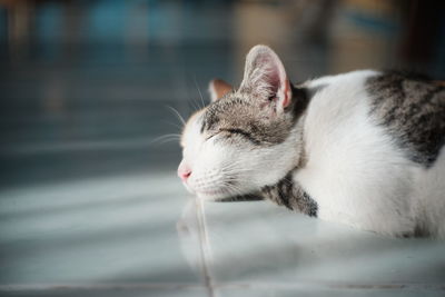 Close-up of a cat drinking water