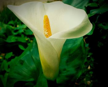 Close-up of white flowers