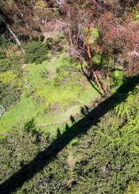 Trees growing in forest