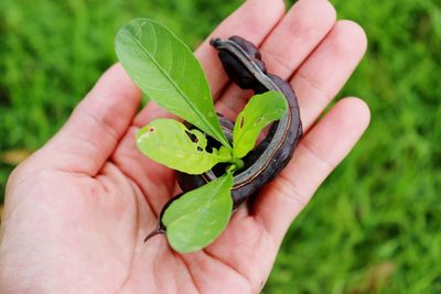 Close-up of hand holding green leaves