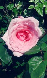 Close-up of pink rose