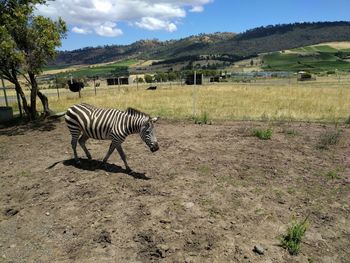 Zebra crossing in a field