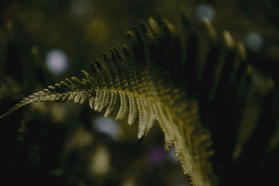 Fern leaf in the forest