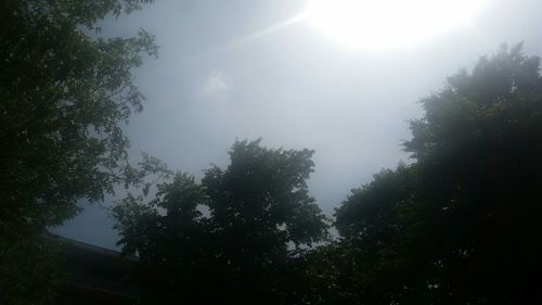 Low angle view of trees against sky