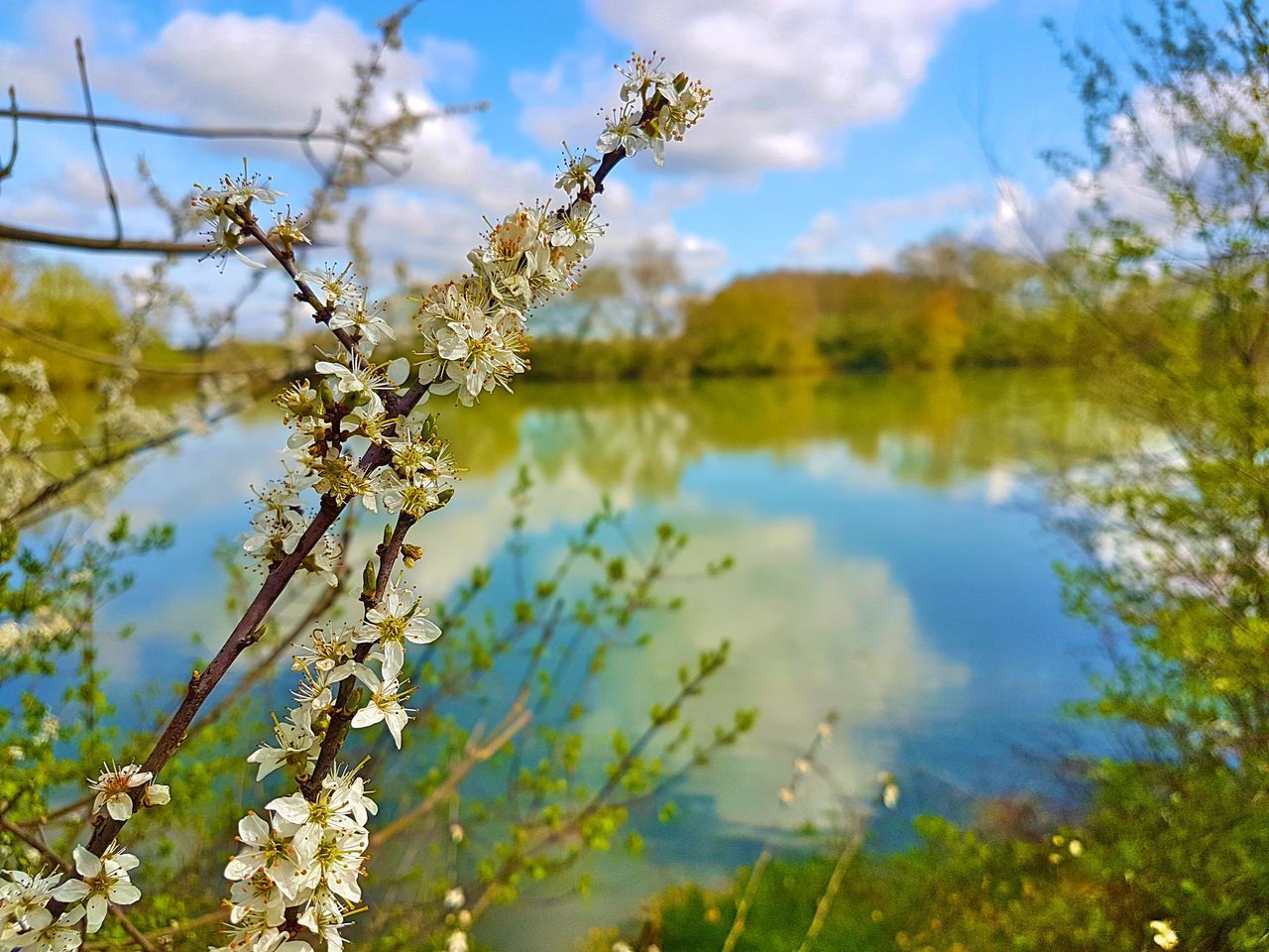 CLOSE-UP OF FRESH CHERRY BLOSSOM AGAINST SKY