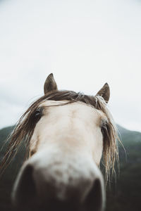 Close-up of horse standing against clear sky