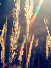 Close-up of stalks in field