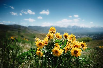 Close-up of yellow flowers blooming in field