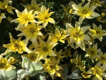 Close-up of yellow flowering plants