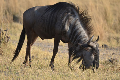Horse grazing on field