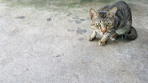 Portrait of kitten sitting outdoors