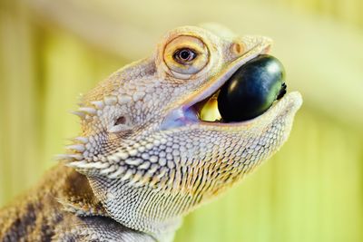 Close-up of lizard