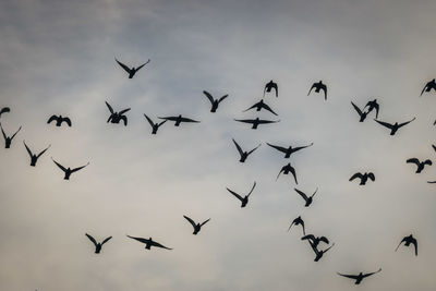 Low angle view of birds flying in sky