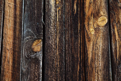 Full frame shot of tree trunk