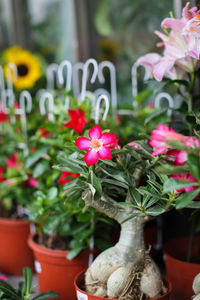 Close-up of pink flowering plant