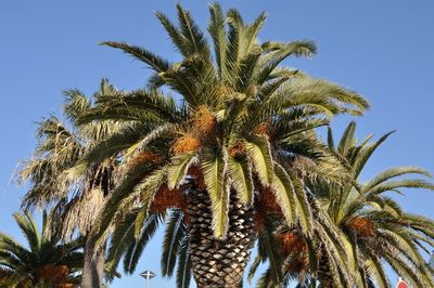 Low angle view of palm tree against sky