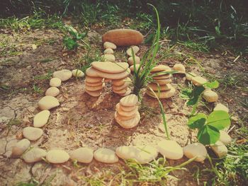 Close-up of mushrooms