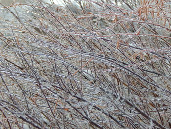 Full frame shot of bare tree branches