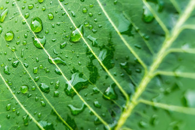 Full frame shot of raindrops on leaves