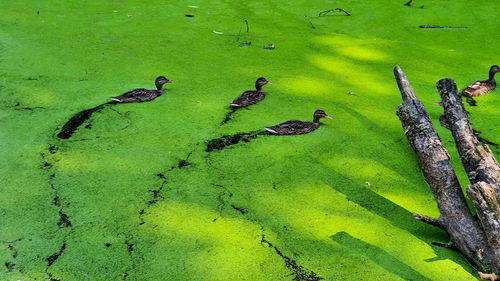 High angle view of birds in lake