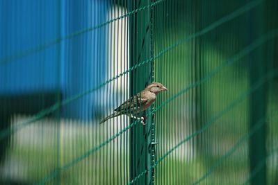 Bird perching in cage