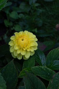 Close-up of yellow flowering plant