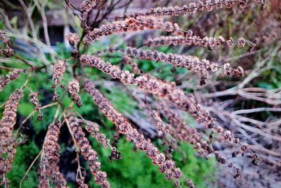 Close-up of lavender blooming outdoors