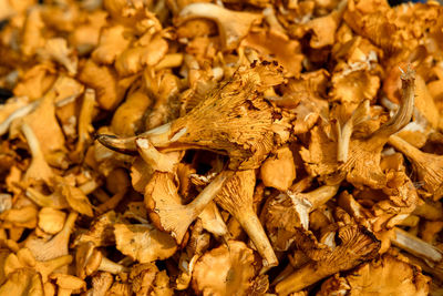 Close-up of dry leaves