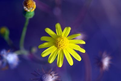 Close-up of yellow flowering plant