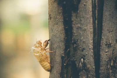 Close-up of insect on tree trunk