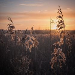 Close-up of plants on field against sky at sunset