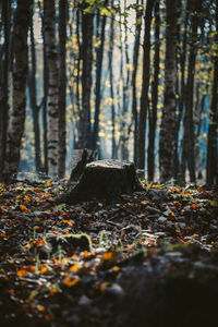 Autumn leaves on tree trunk in forest