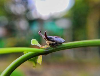 Close-up of insect on plant