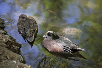 American wigeon hen and drake swimming in a small pond